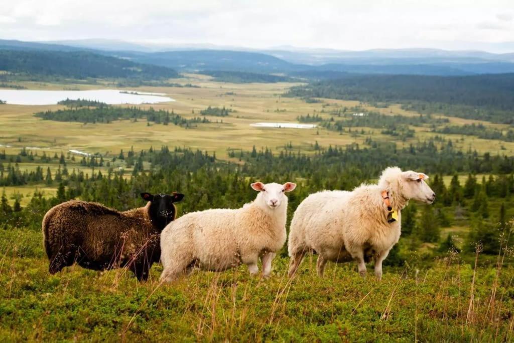 Leilighet Med Panoramautsikt Sjusjoen Innendors Parkering Dış mekan fotoğraf